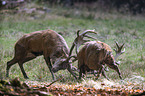 fighting Red Deers
