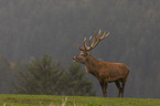 standing Red Deer