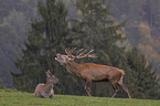 Red Deers