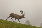 running Red Deer