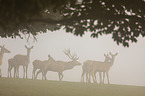 Red Deers