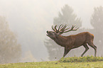 standing Red Deer