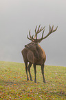 standing Red Deer
