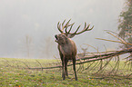 standing Red Deer