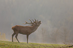 standing Red Deer