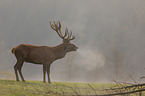 standing Red Deer