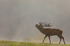 walking Red Deer