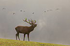 standing Red Deer