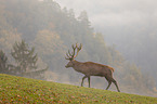 walking Red Deer