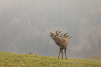 standing Red Deer