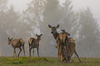 Red Deers