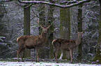standing Red Deers