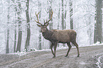 walking Red Deer