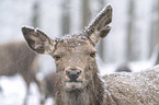 Red Deer portrait