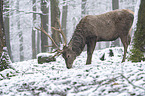 standing Red Deer