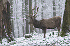 standing Red Deer