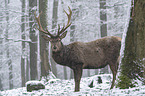 standing Red Deer