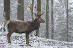standing Red Deer