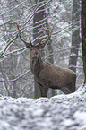 standing Red Deer