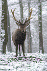 standing Red Deer