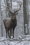 standing Red Deer