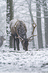 standing Red Deer