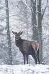 standing Red Deer