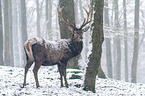 standing Red Deer