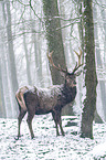standing Red Deer