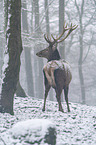 standing Red Deer