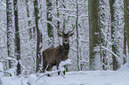 standing Red Deer