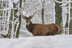 Red Deers