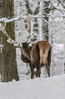 standing Red Deer