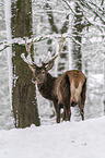 standing Red Deer