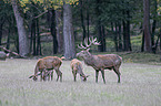 Red Deers