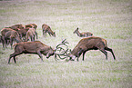 fighting Red Deers