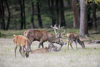 Red Deers