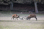 fighting Red Deers