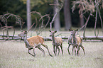running Red Deers