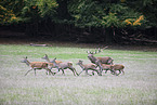 running Red Deers