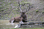 lying Red Deer