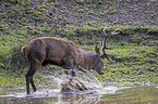 standing Red Deer