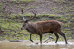 walking Red Deer
