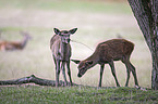 Red Deers