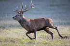 running Red Deer
