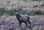 standing Red Deer