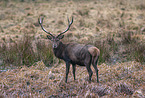 standing Red Deer