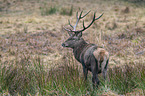 standing Red Deer