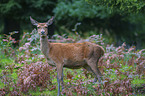 standing Red Deer