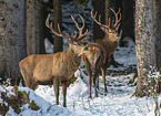 Red Deers